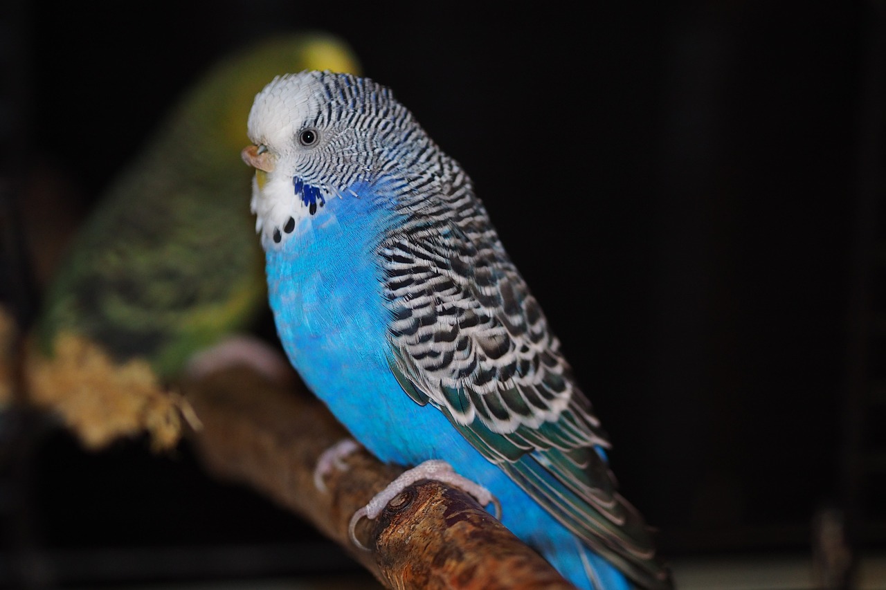 Budgies Blue