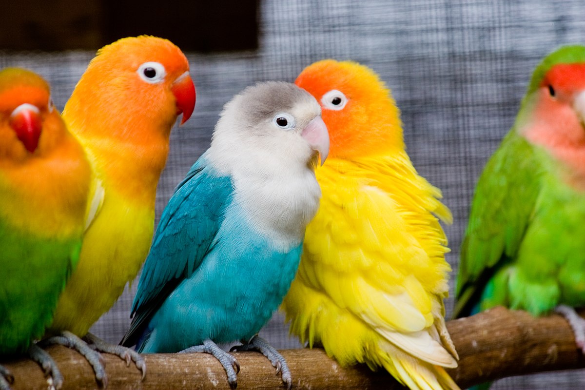 Colorful Lovebirds