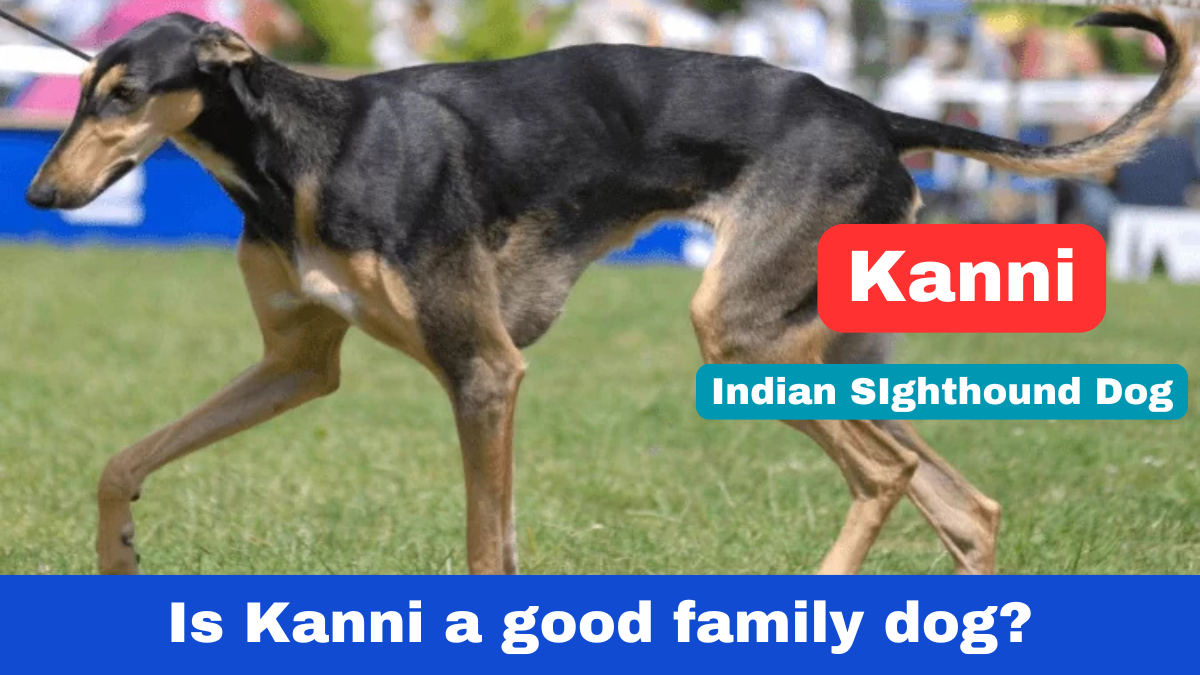 Kanni Dog Indian Shighthound Dog