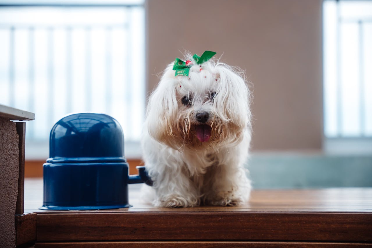 Maltese Dog standing on table