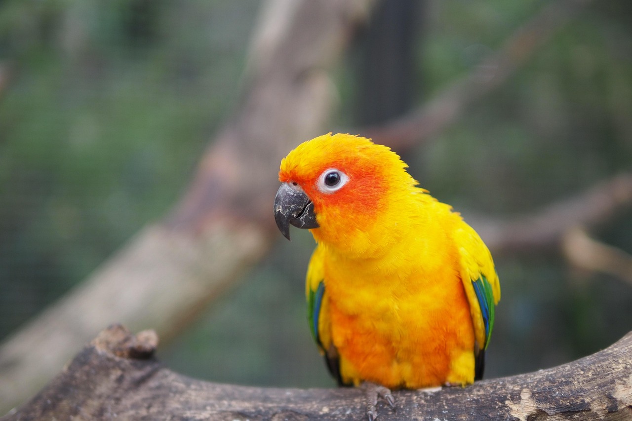 Pineapple Conures