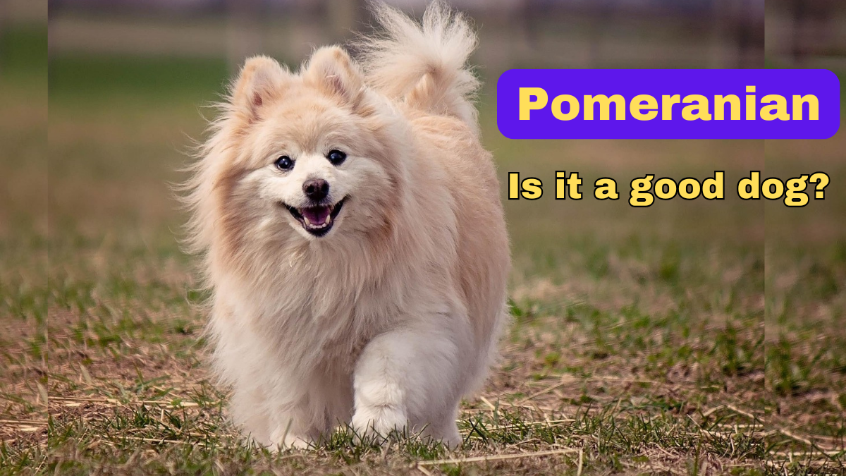 Pomeranian Dog