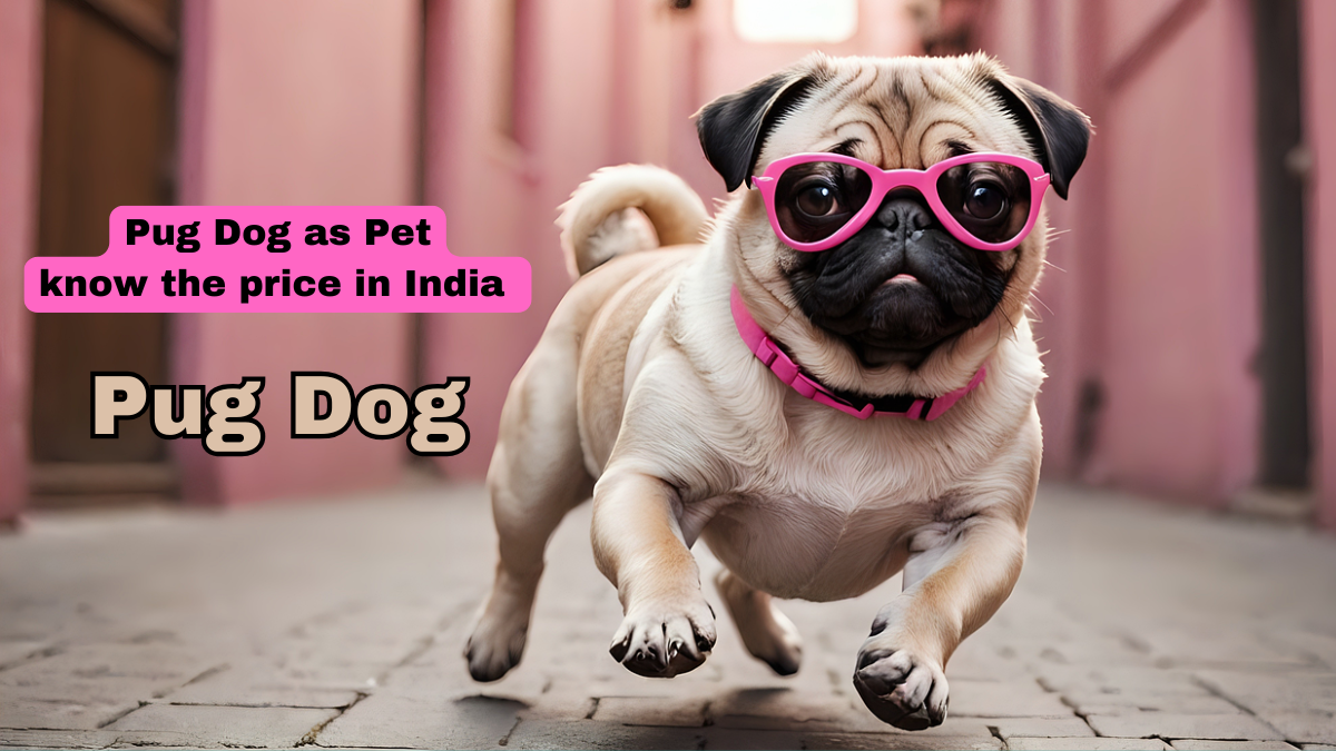 Pug Dog as Pet in India