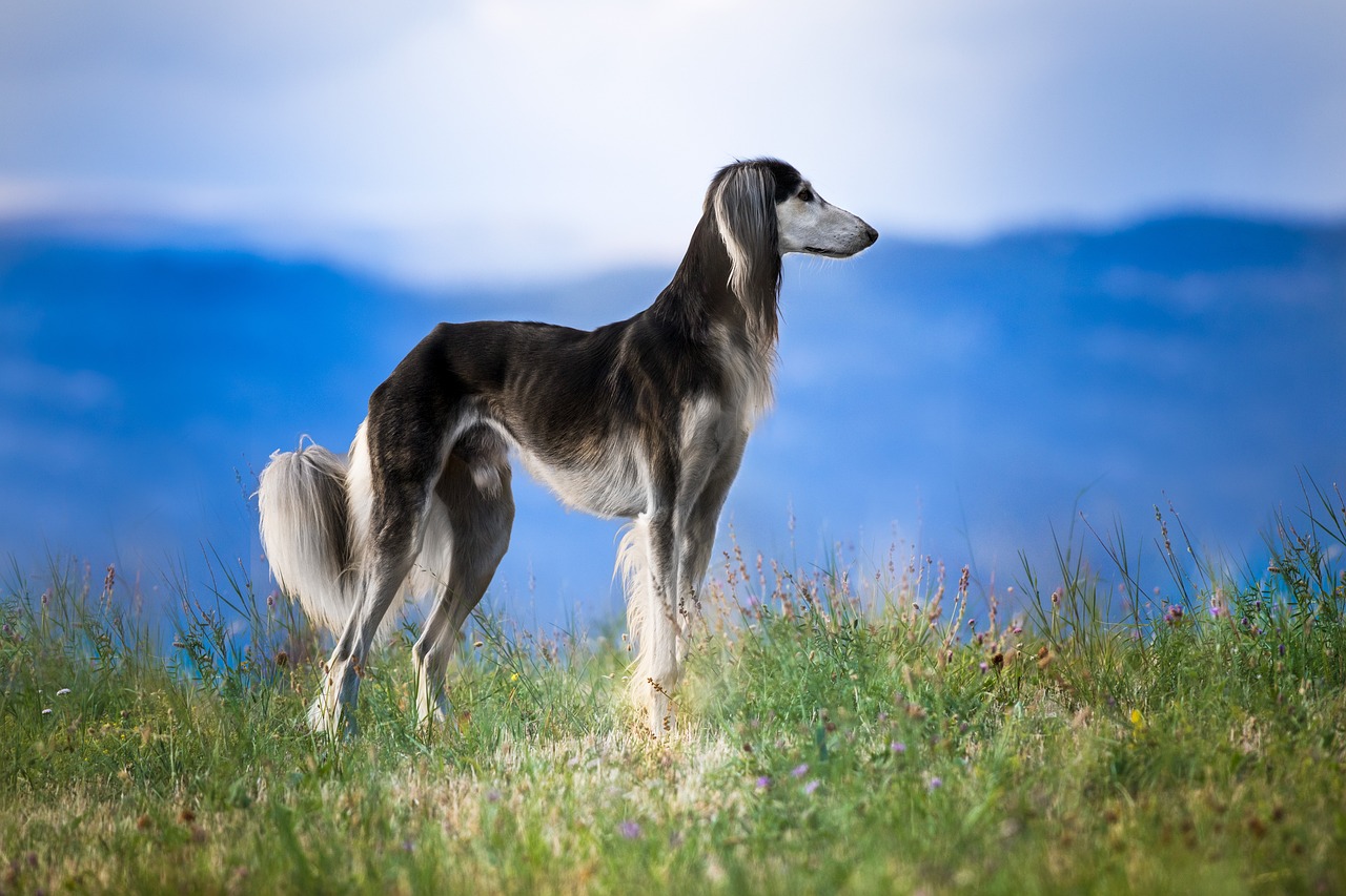 Saluki Dog