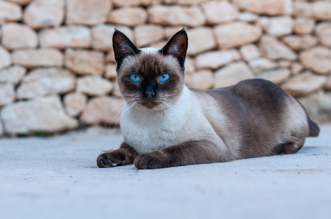 Siamese Cat Seating