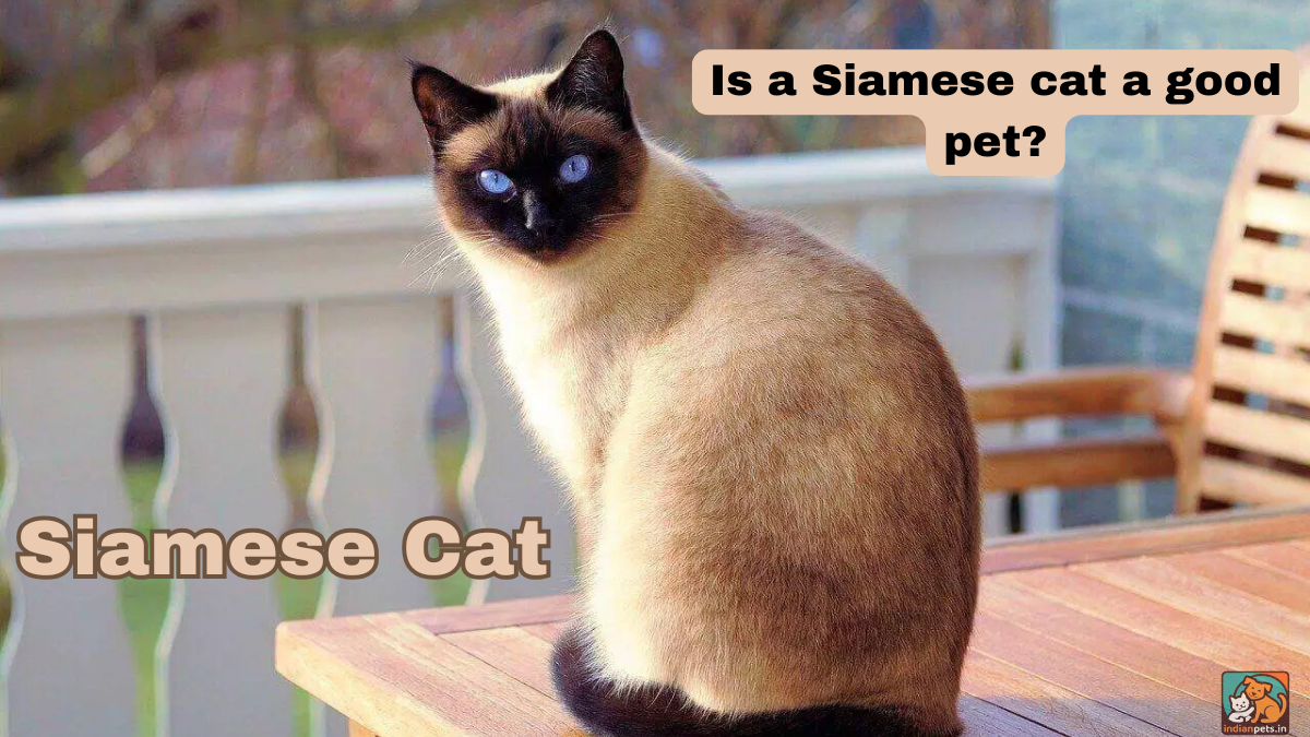 Siamese Cat as Pet