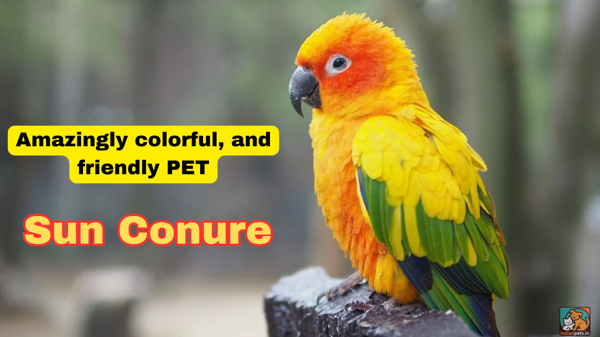 Sun Conure as Pet