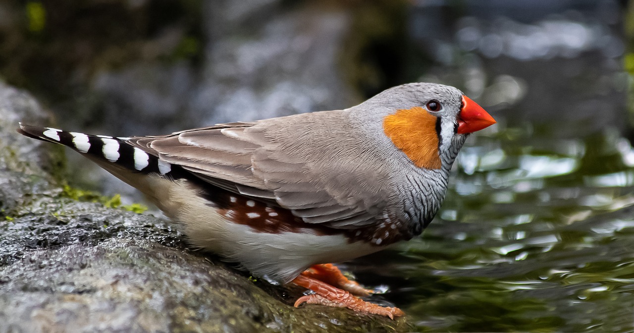 Zebra Finches