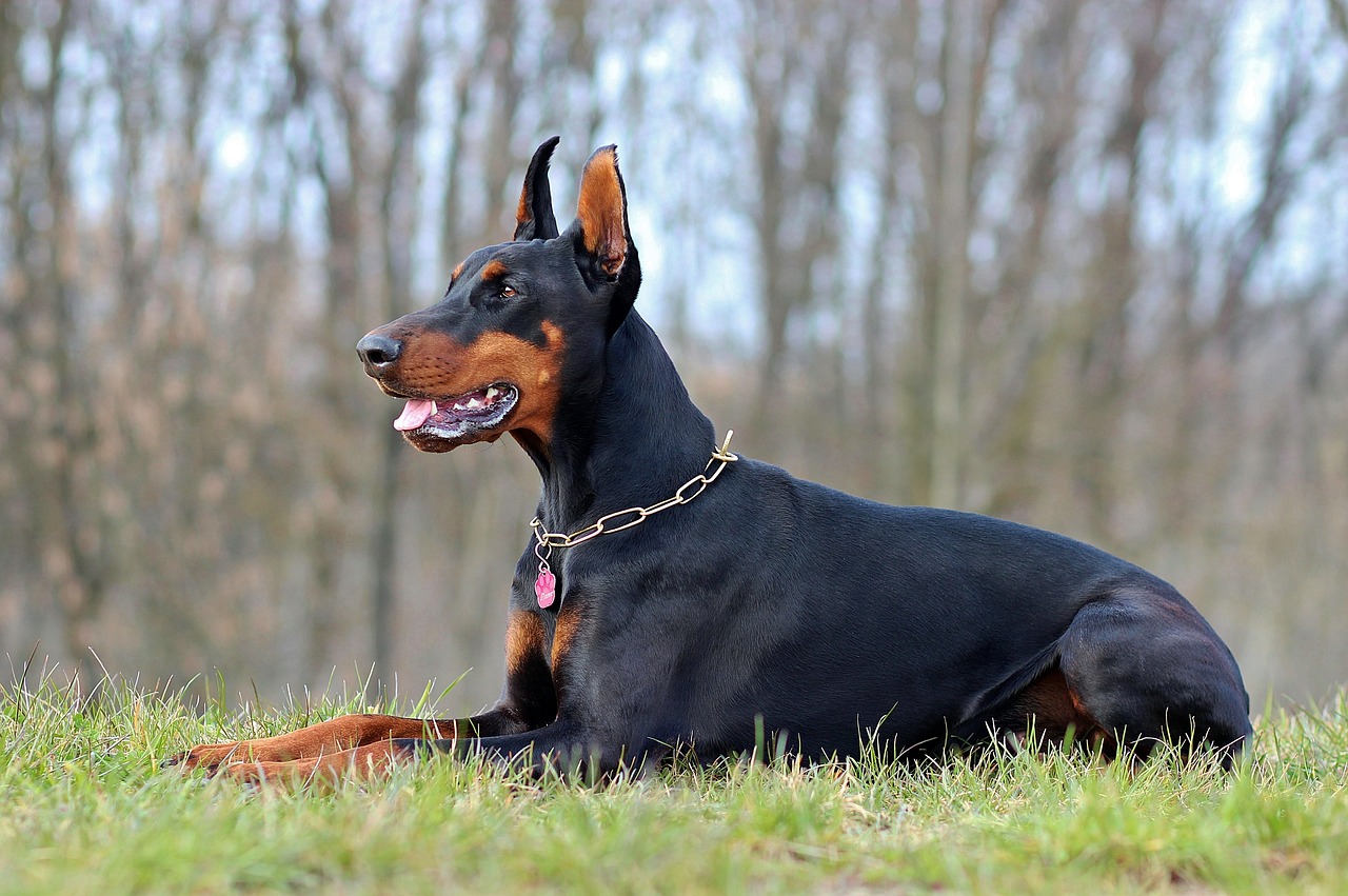 dobermann dog seating