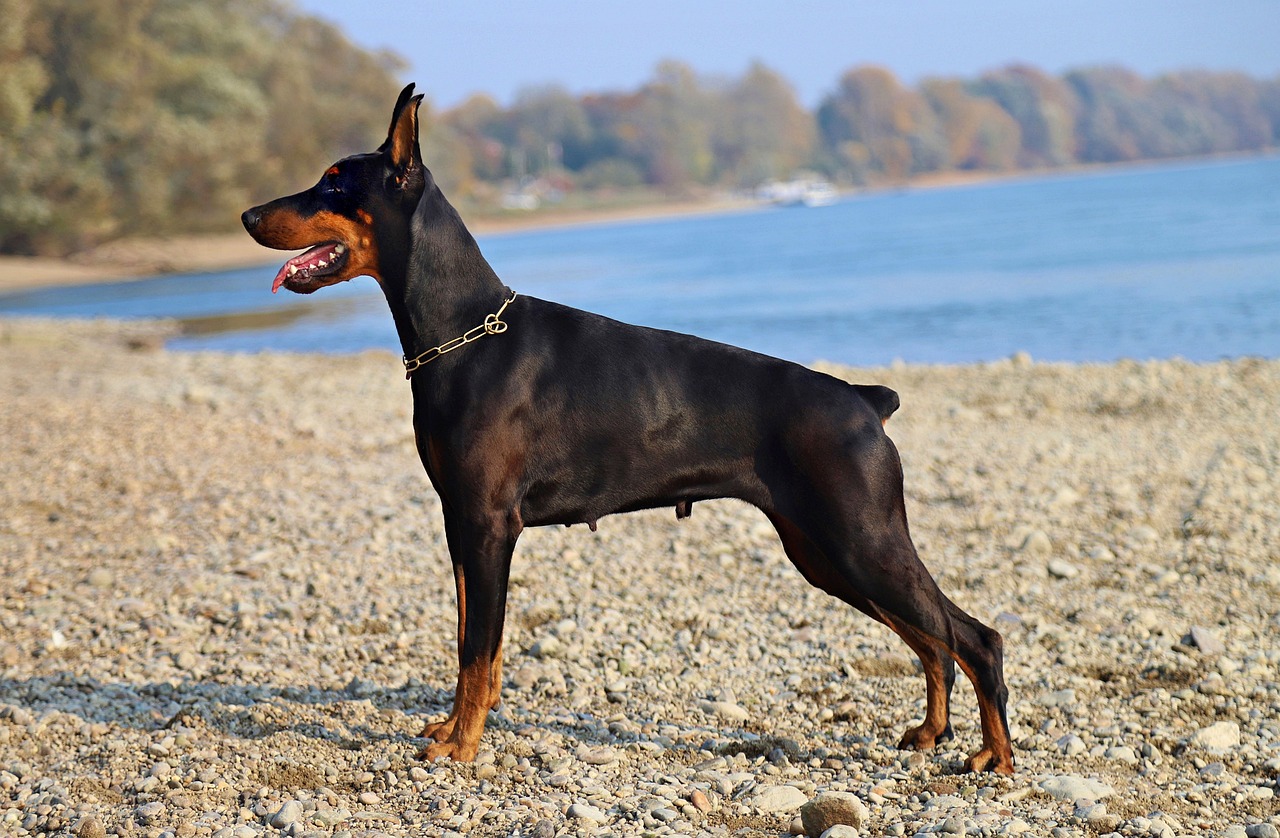 dobermann dog