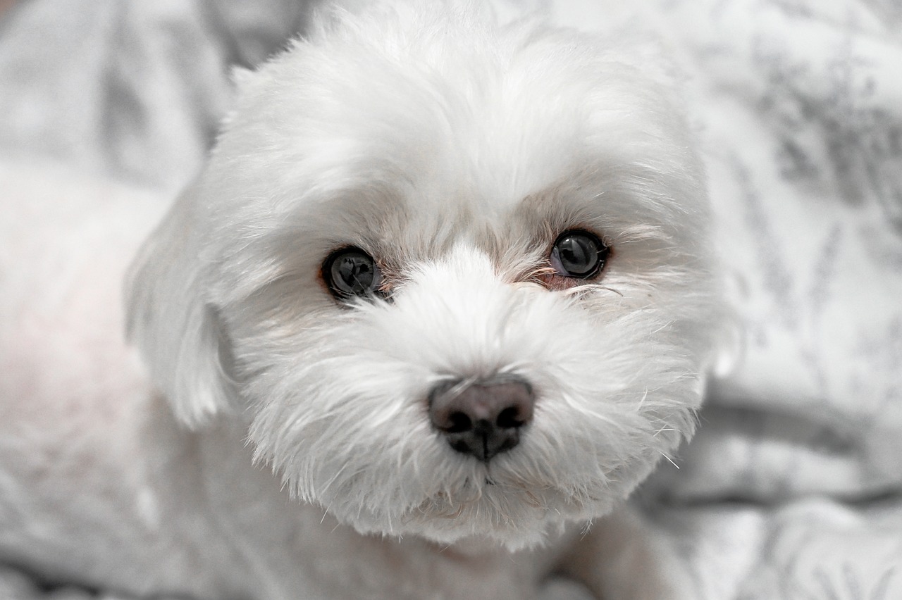 Maltese dog