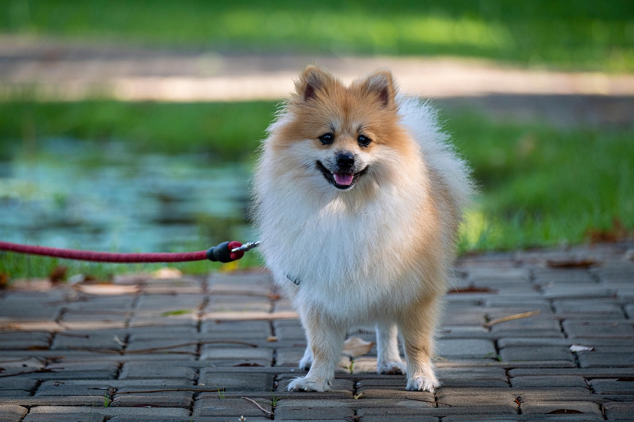 Pomeranian taking walk in garden