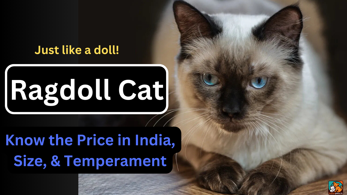 ragdoll cat price in india size temperament